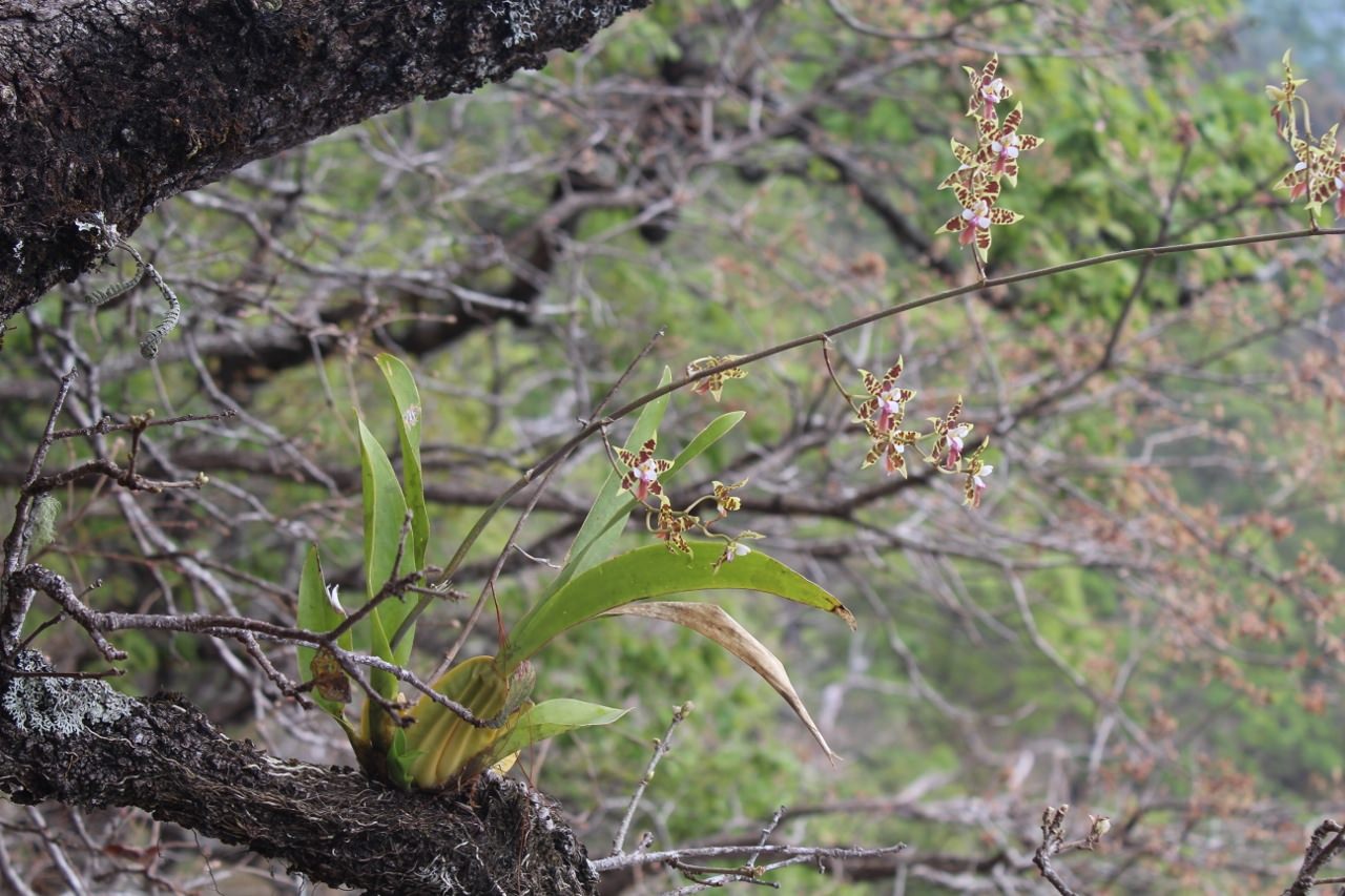 Oncidium hastatum